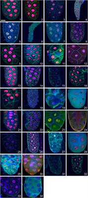 Apocrine secretion in the salivary glands of Drosophilidae and other dipterans is evolutionarily conserved